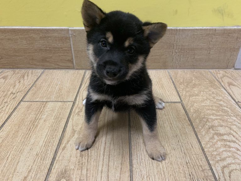 Shiba Inu Puppy