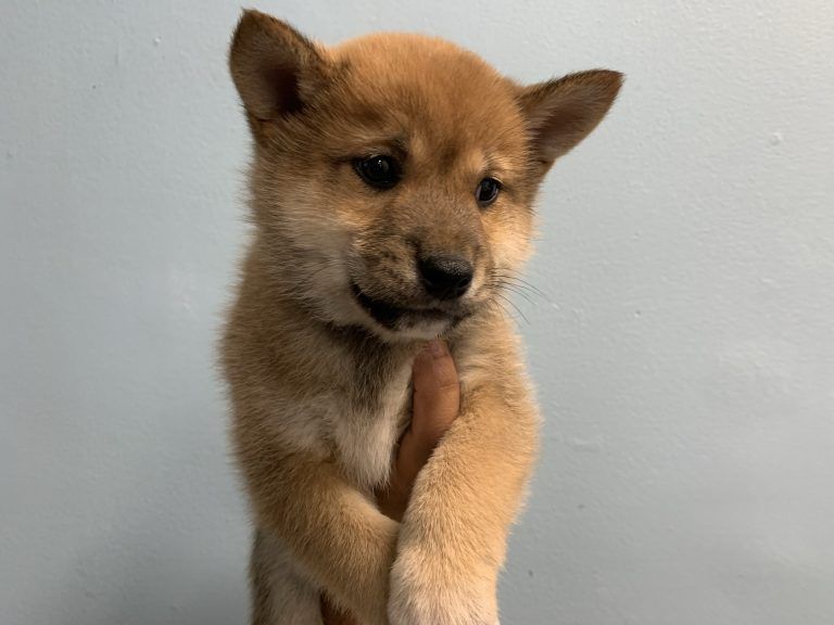 Shiba Inu Puppy