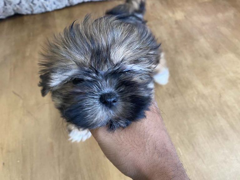 Shih Tzu Puppy