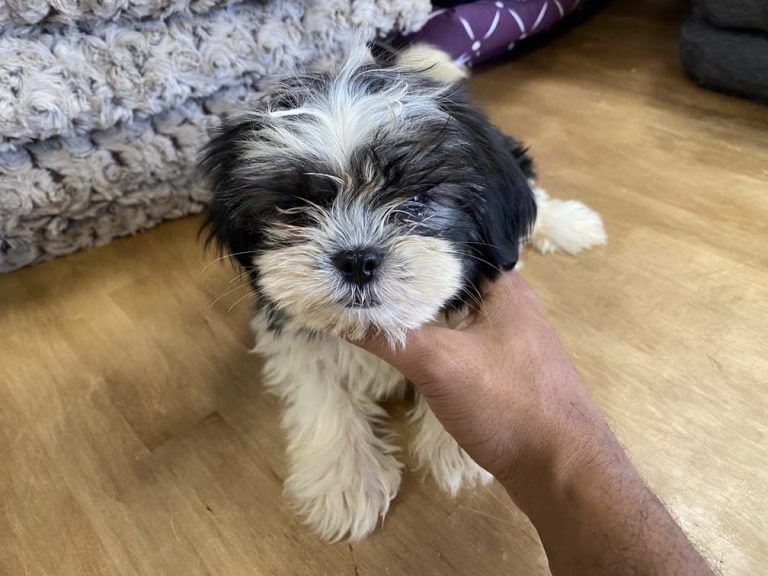 Shih Tzu Puppy