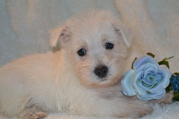 West Highland Terrier Puppy