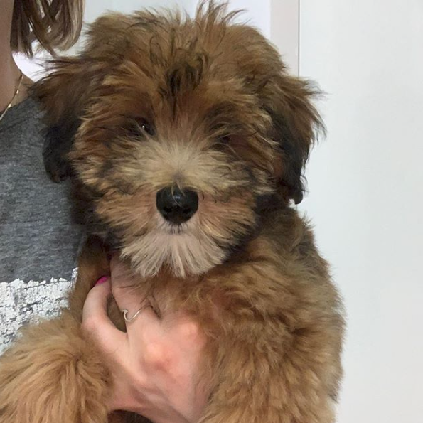 Wheaton Terrier Puppy