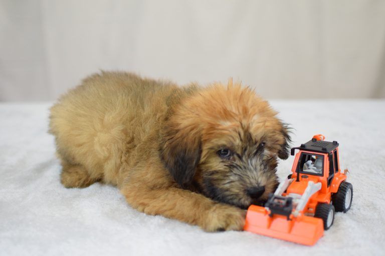 Wheaton Terrier Puppy