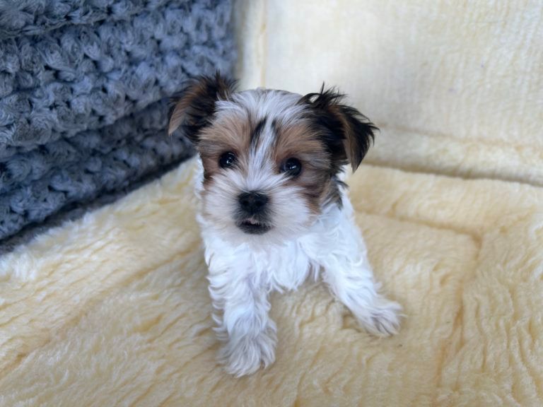 Yorkshire Terrier Puppy