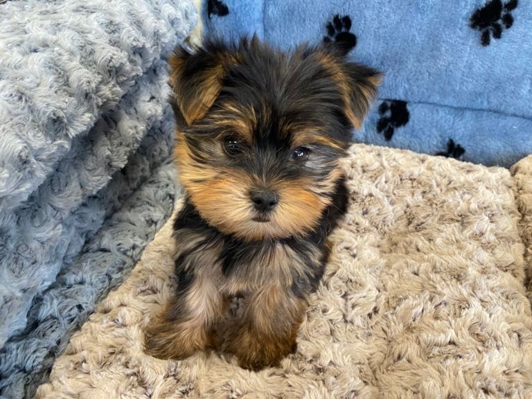 Yorkshire Terrier Puppy