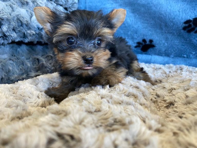 Yorkshire Terrier Puppy