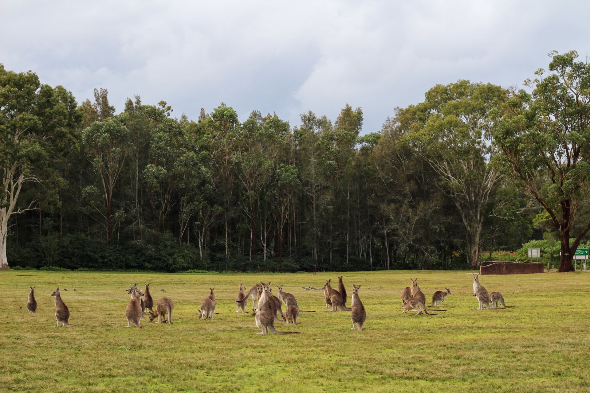 A Mob of Kangaroos Grazing in a Grassy Field With a Forest Backdrop — Smiddy's Services In Morisset, NSW
