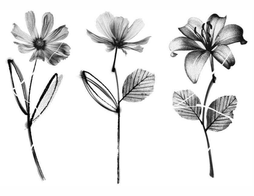 Three black and white flowers with leaves on a white background.