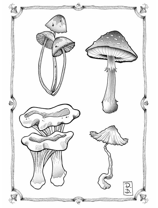 A black and white drawing of four different types of mushrooms.