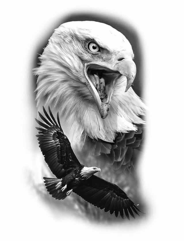 A black and white drawing of a bald eagle with its mouth open.