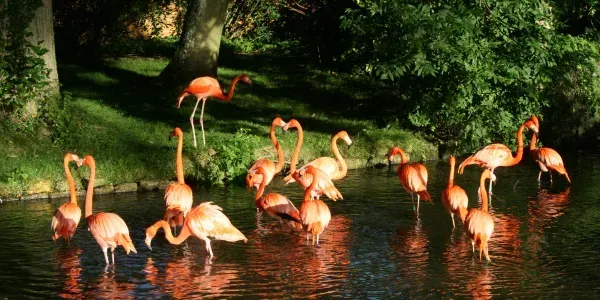 Flamingos in shallow water, near a forest.