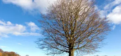 Large tree during autumn.