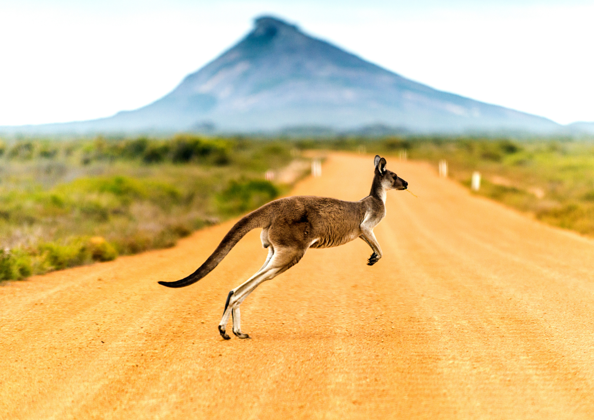 Kangeroo Australia
