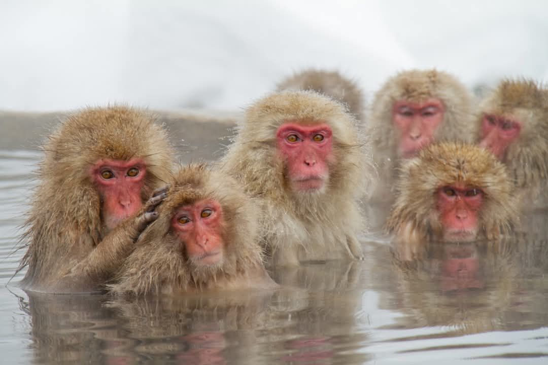 Japan - A Snow Monkey Encounter