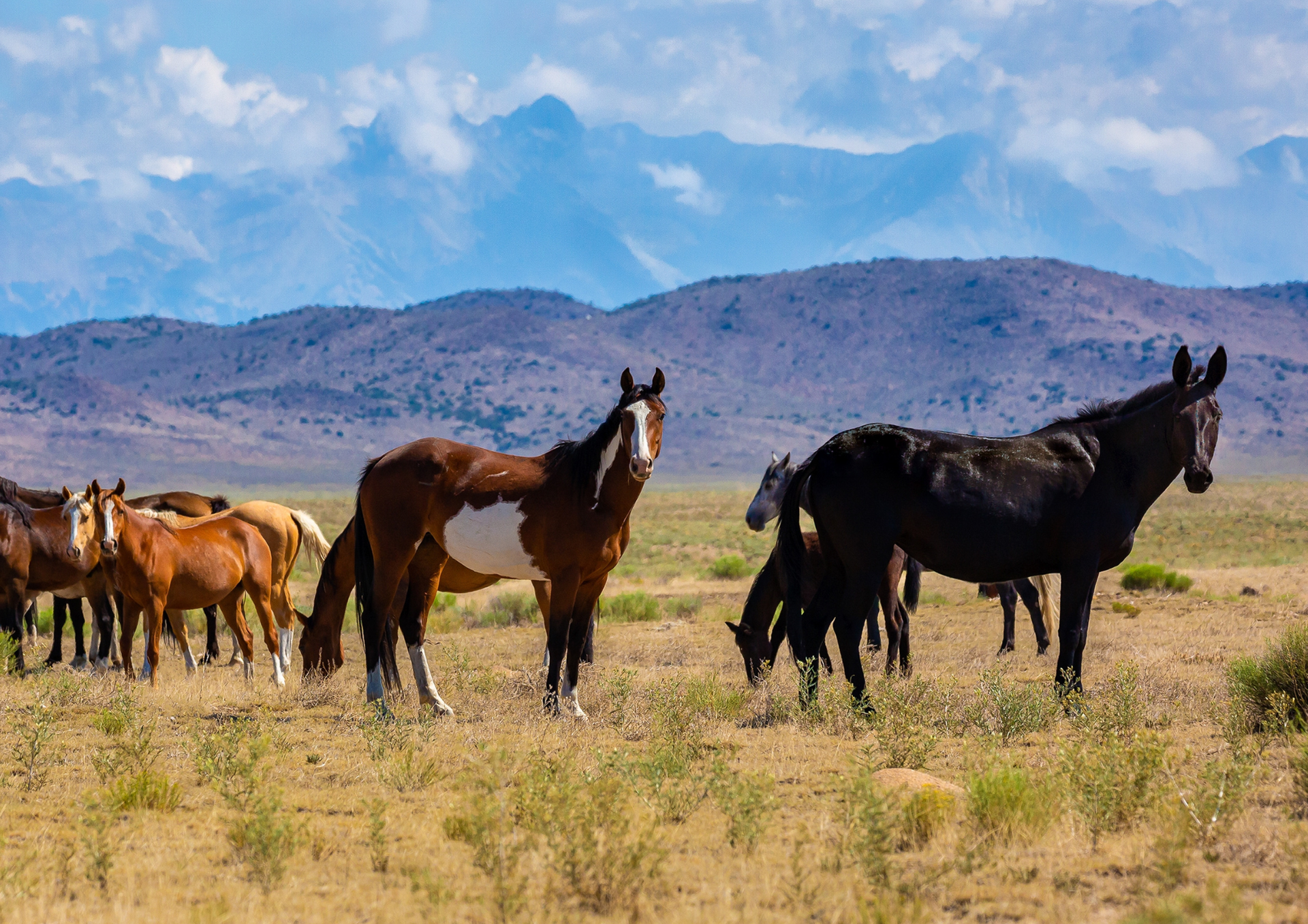 Horses grazing in a dry field with mountains in the background