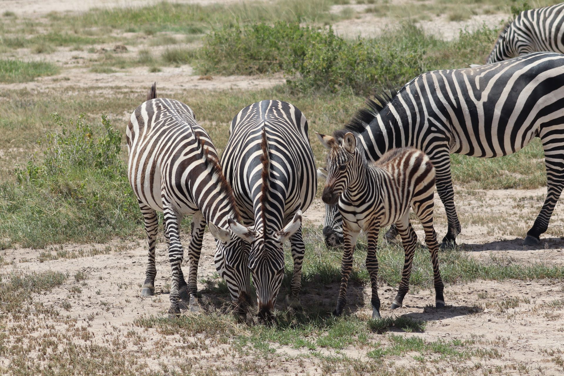 Three zebras grazing together on a dry grassy plain, with one smaller foal nearby.