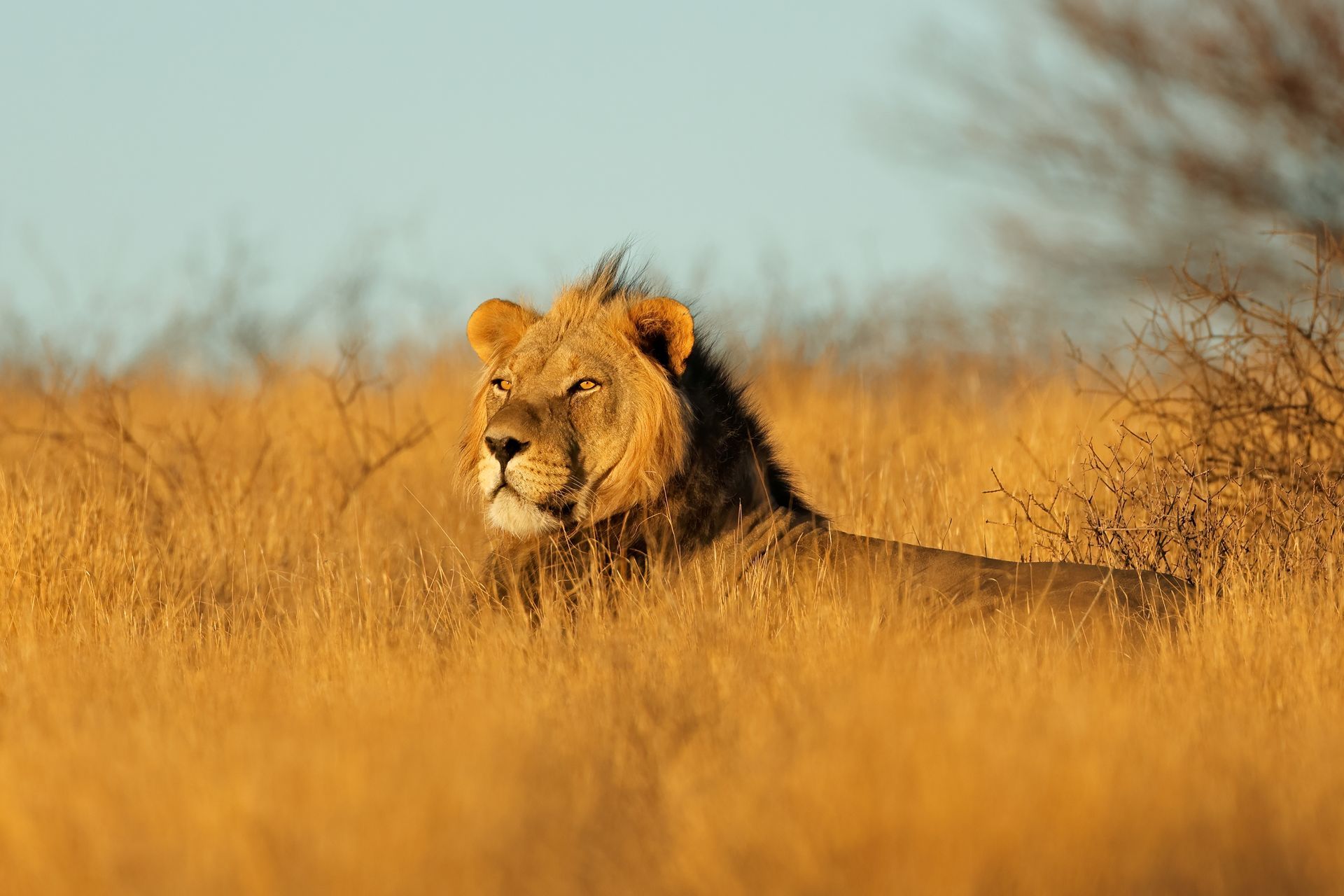 South Africa Safari Holidays