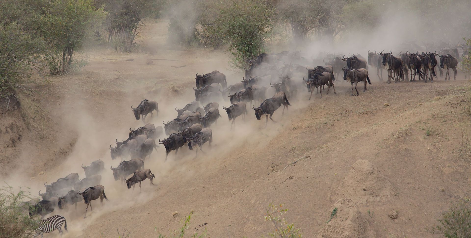 Herd of wildebeest running through dusty savanna, kicking up clouds of dust