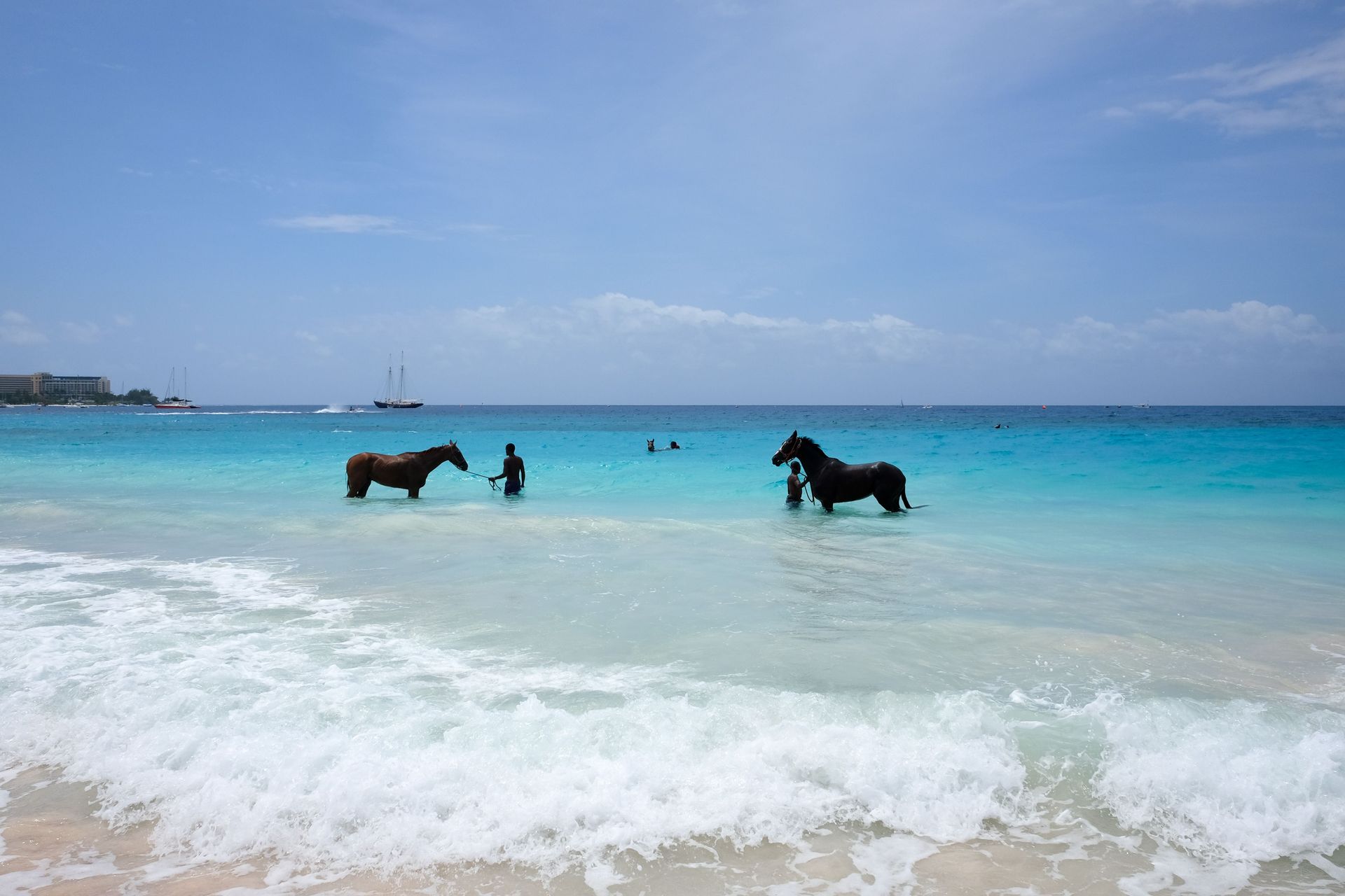 Two horses standing in shallow turquoise ocean water on a sunny beach