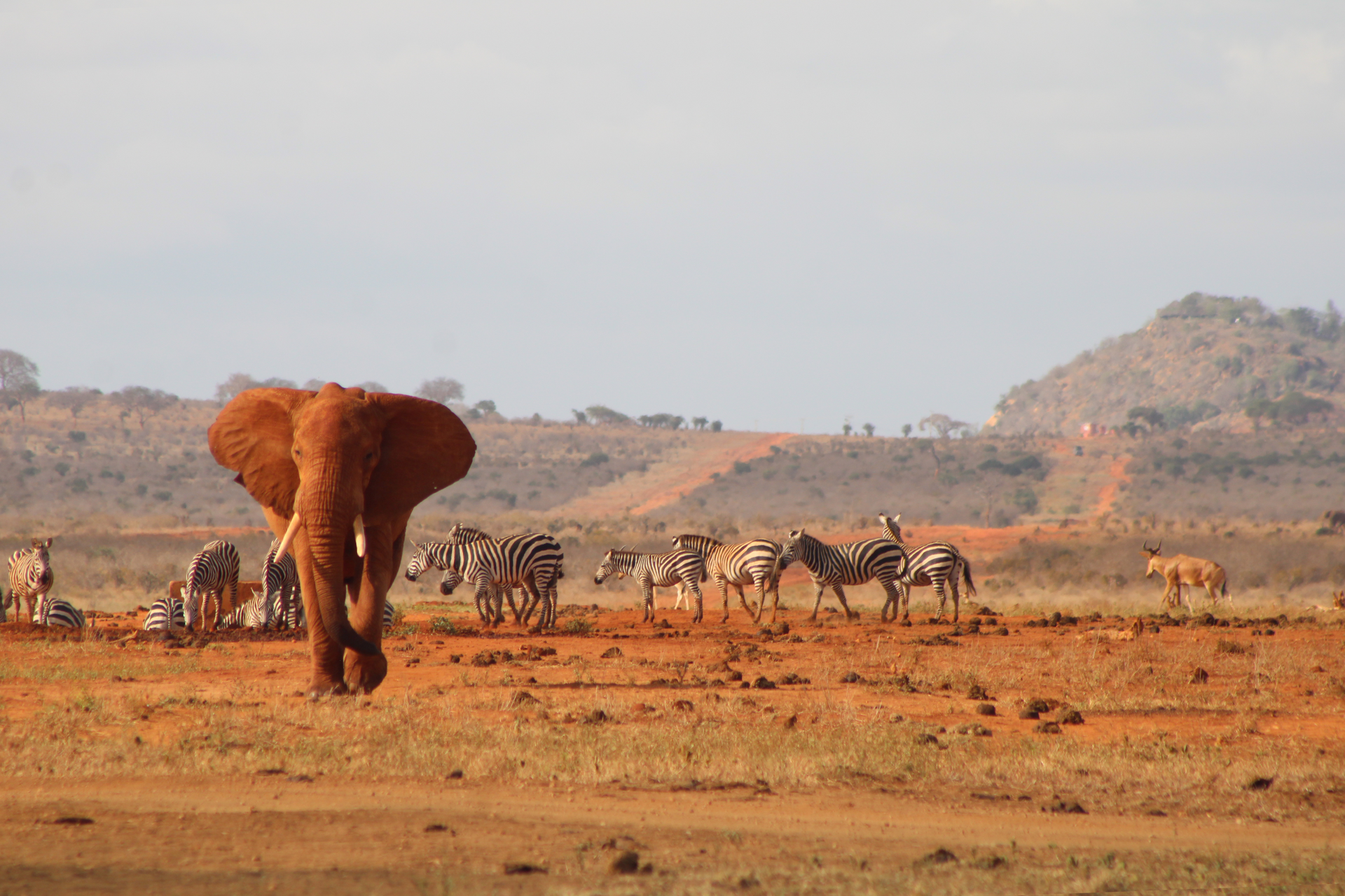 Elephant walking toward grazing zebras and antelopes on a dry savanna with rocky hills in the background