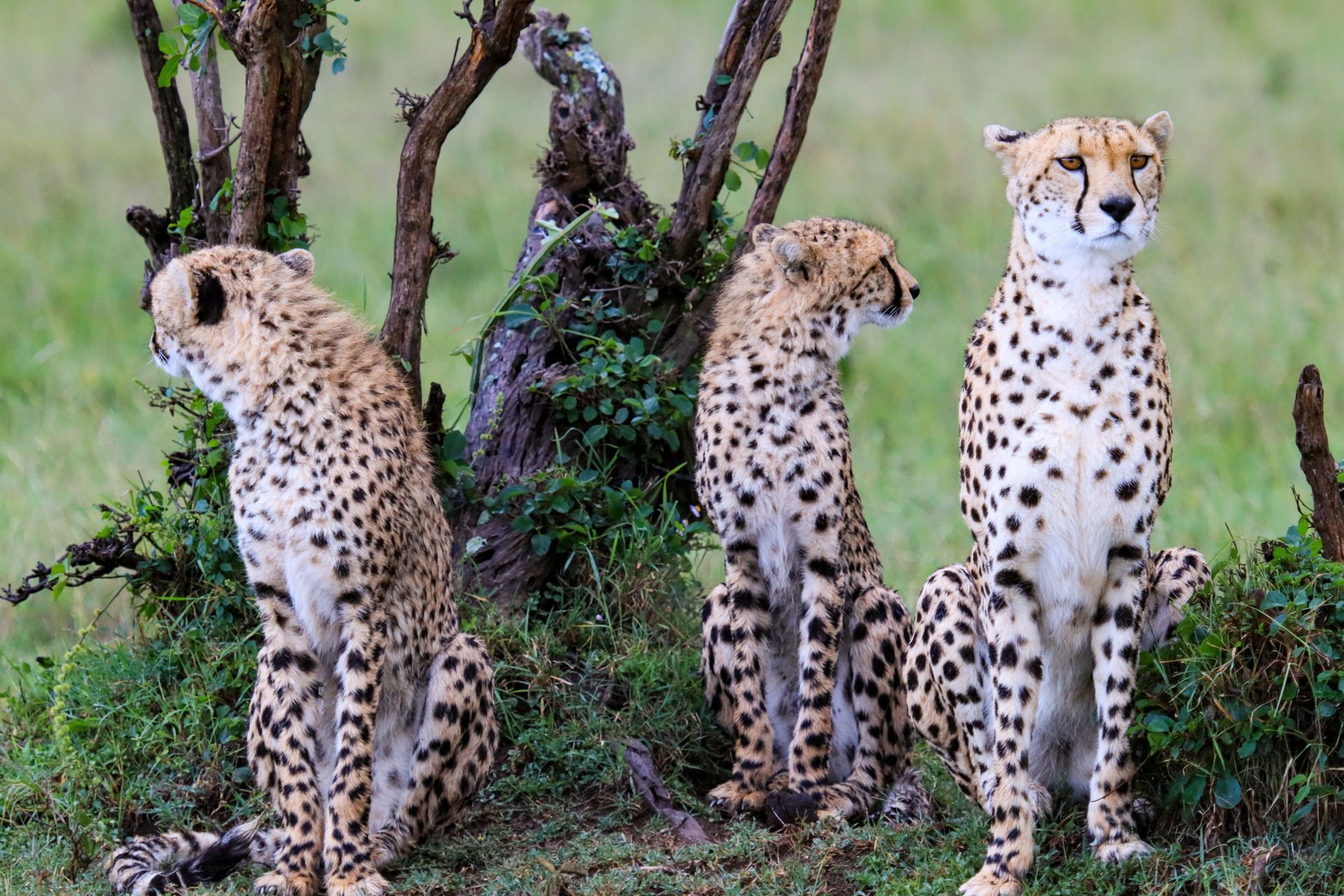 Three cheetahs sitting in grass beside a tree, one looking left and two facing forward