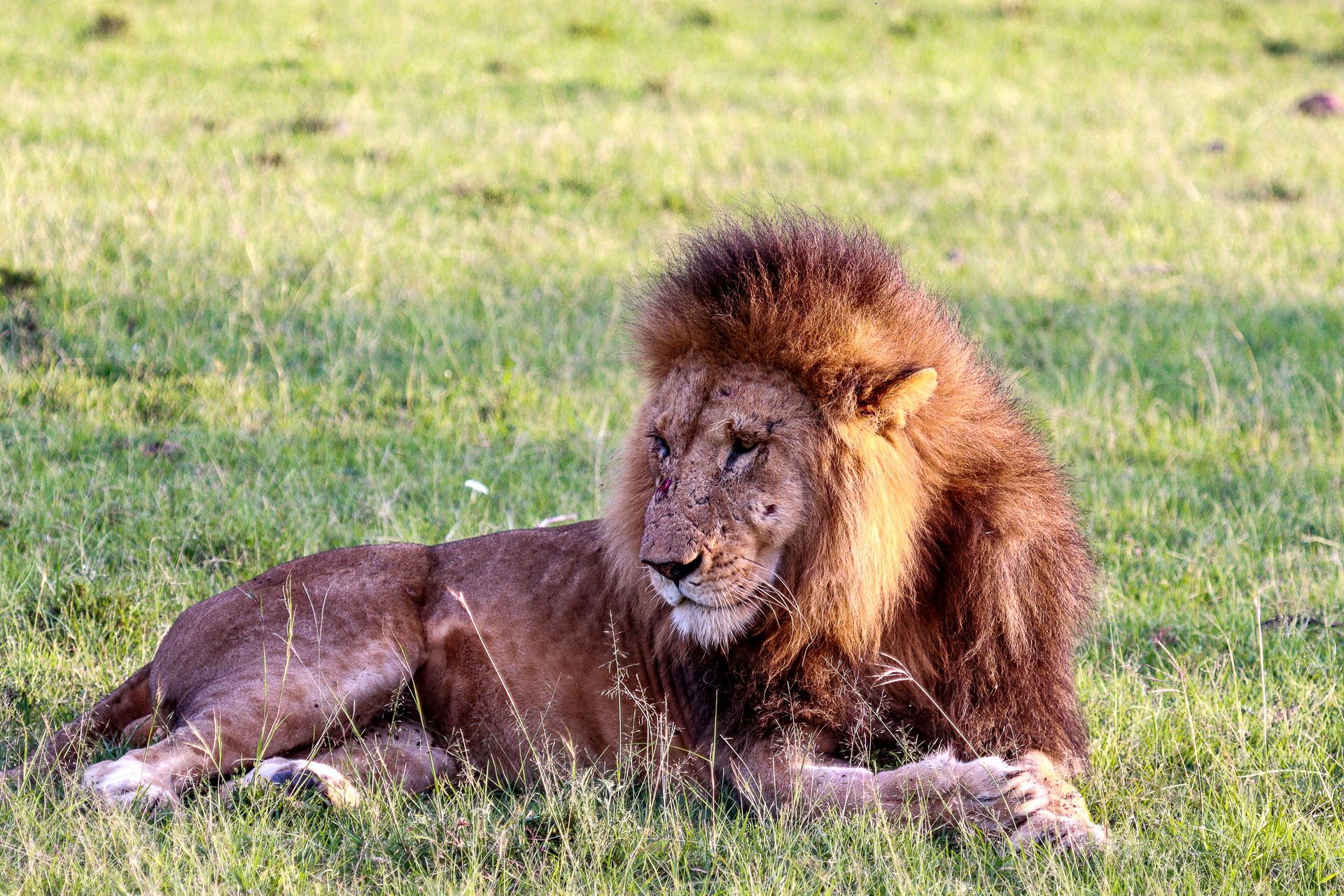 Lion lying in green grass, looking ahead.