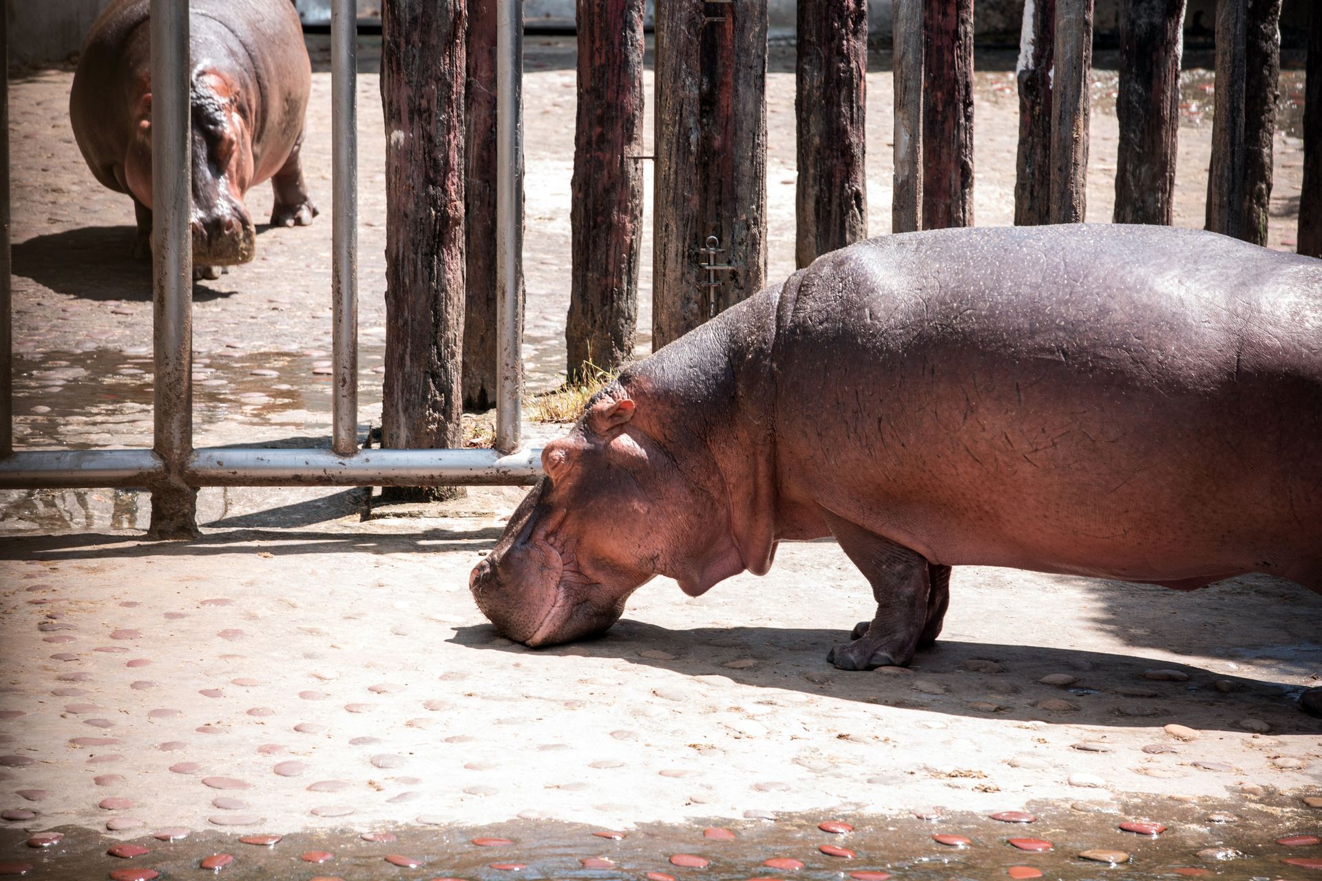Two hippos at a zoo, one walking near a fence and one visible behind the bars.