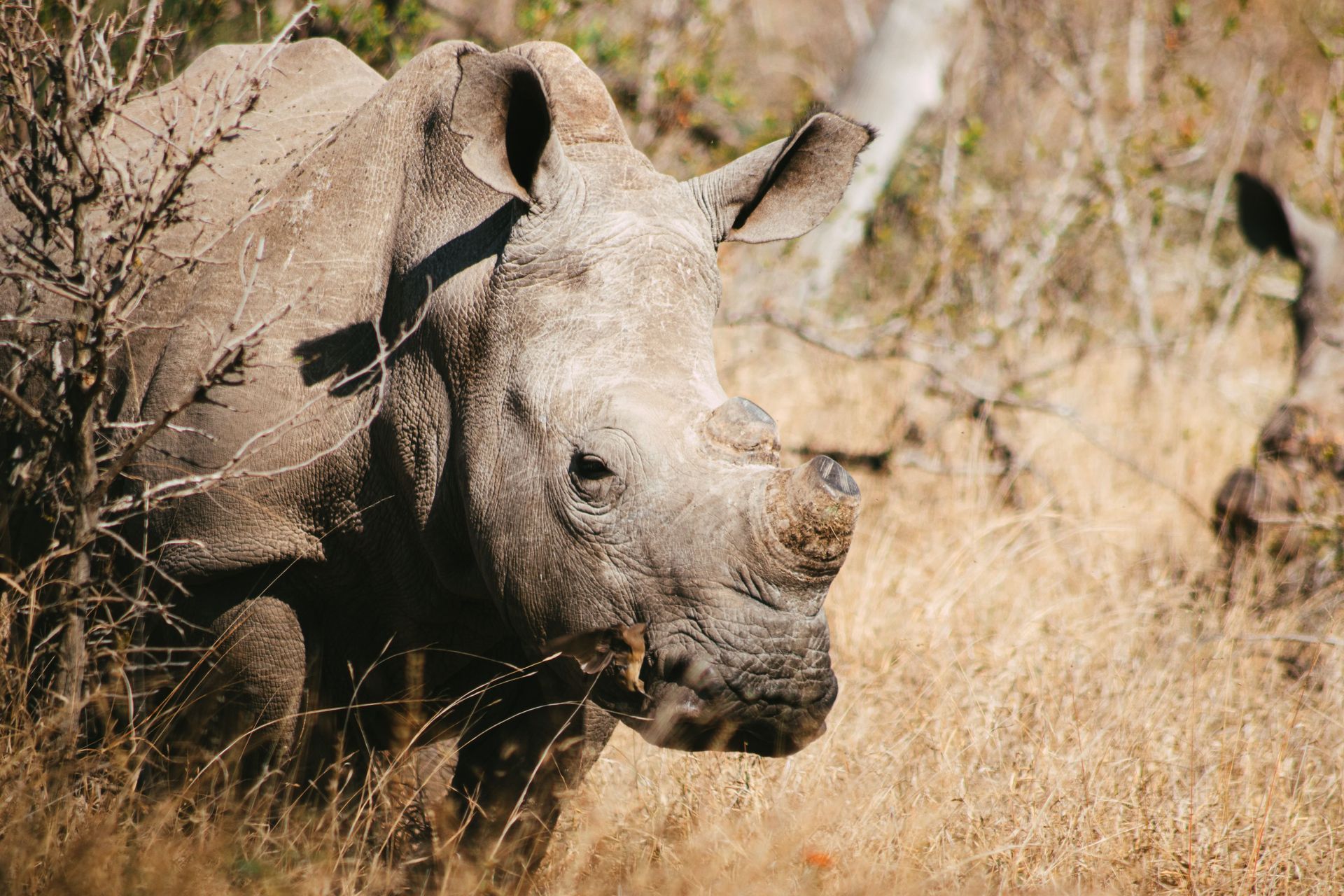 Close-up of a rhinoceros standing in dry grass and rocks