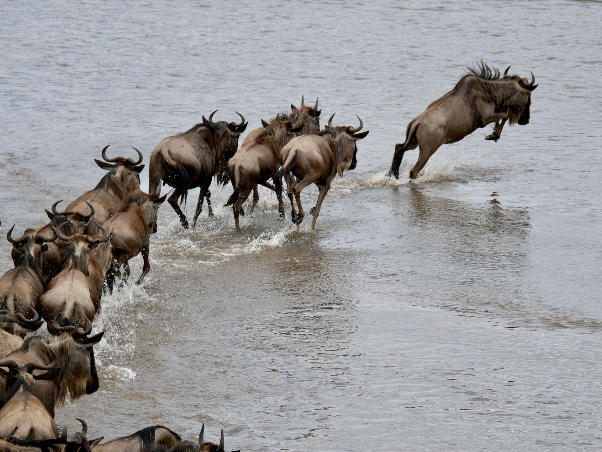 Wildebeest crossing a shallow river, with one leaping ahead of the herd.