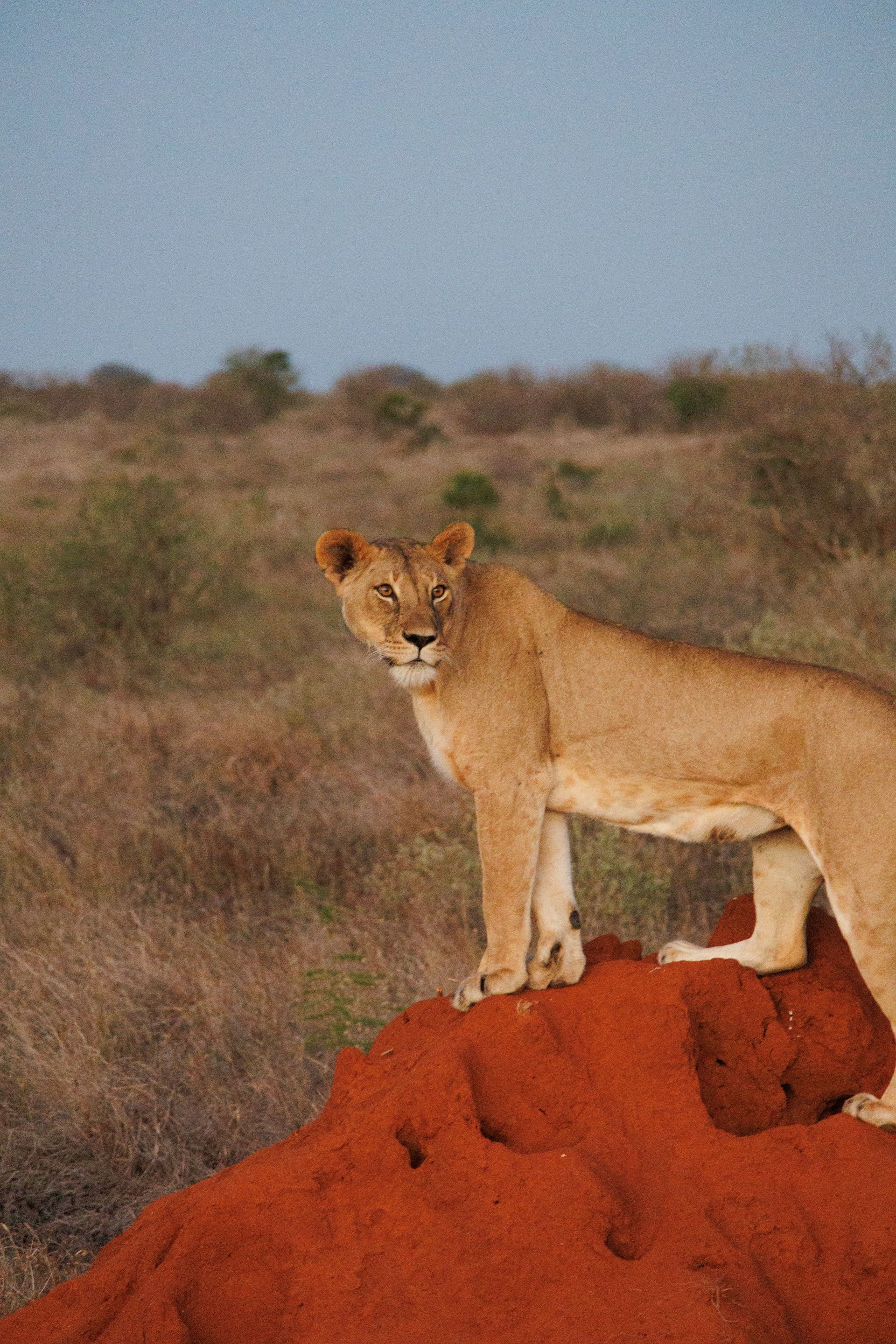 Lion standing on a red termite mound in a dry savanna landscape