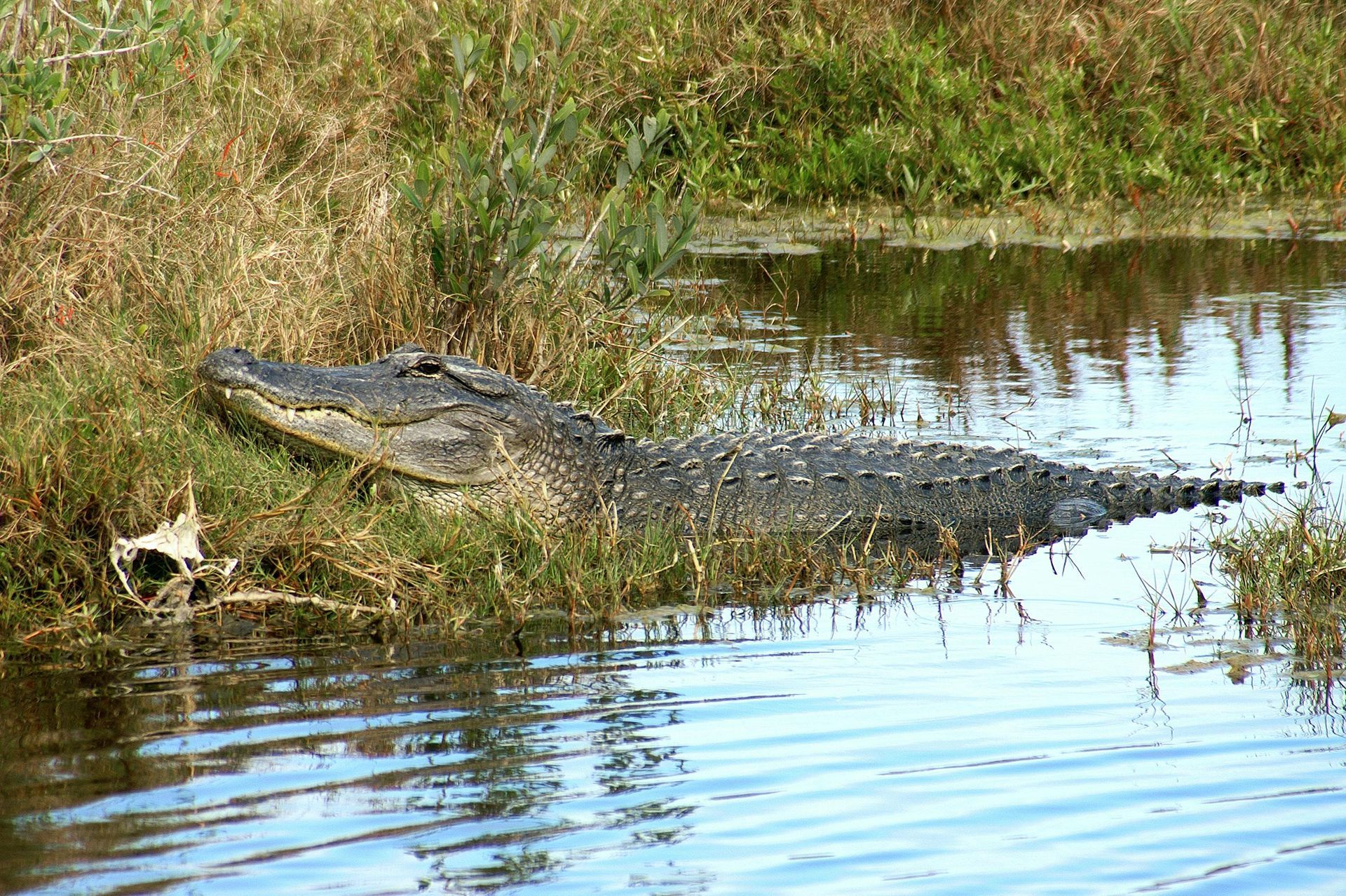 Alligator resting on a grassy bank beside calm water