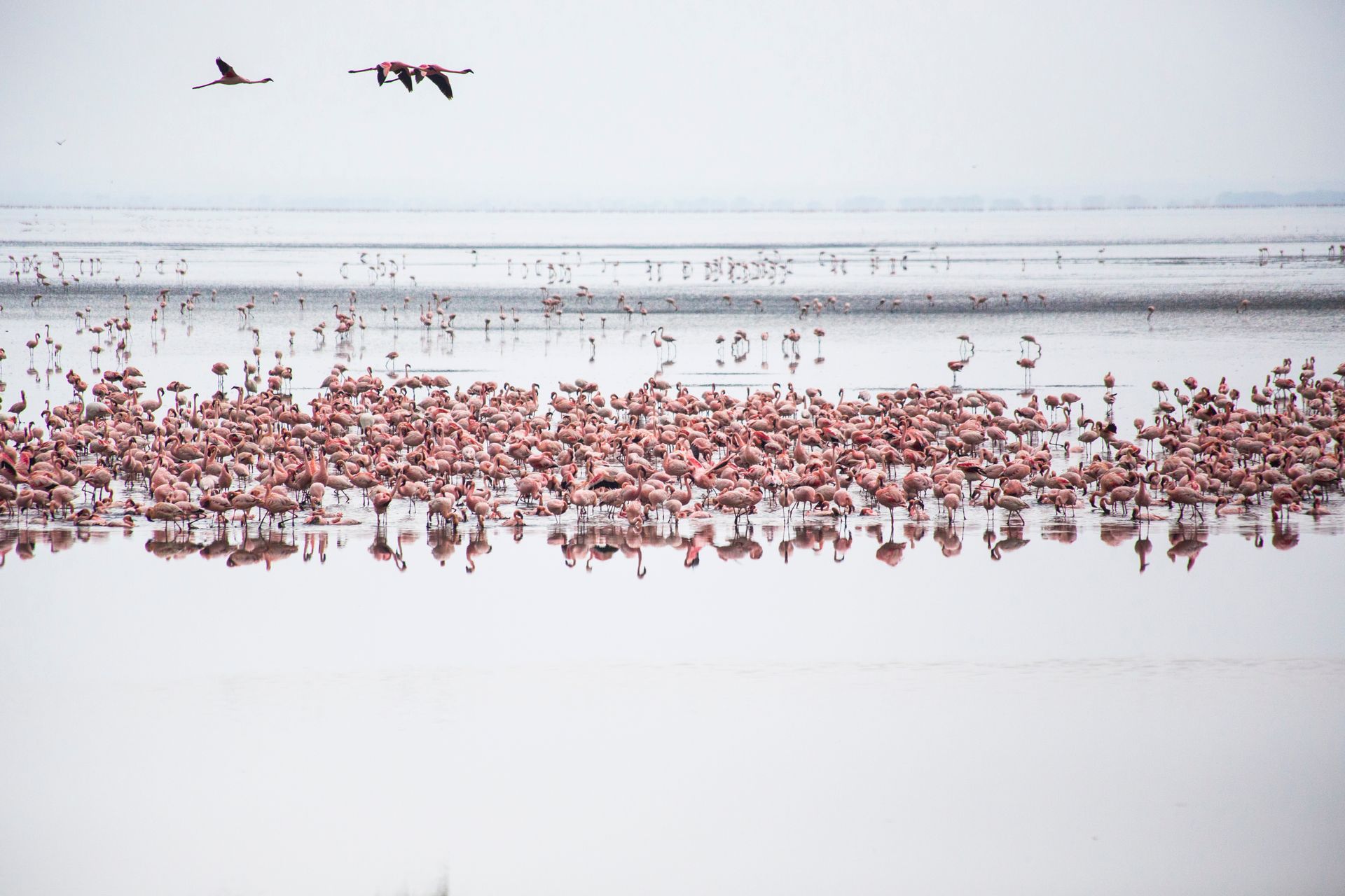 Pink flamingos flying in a long flock across a pale sky over white water