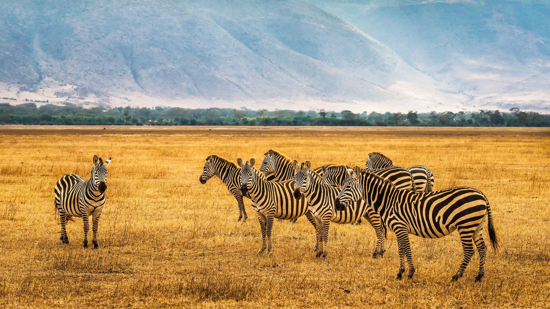 Zebras standing and grazing on a dry savanna under cloudy skies