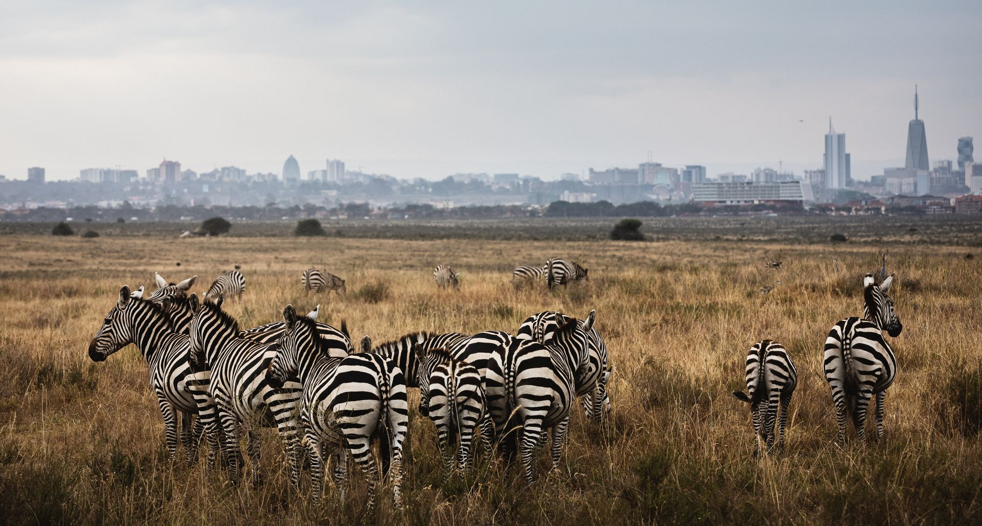 A herd of zebras grazing in a dry grassland with a city skyline in the background.
