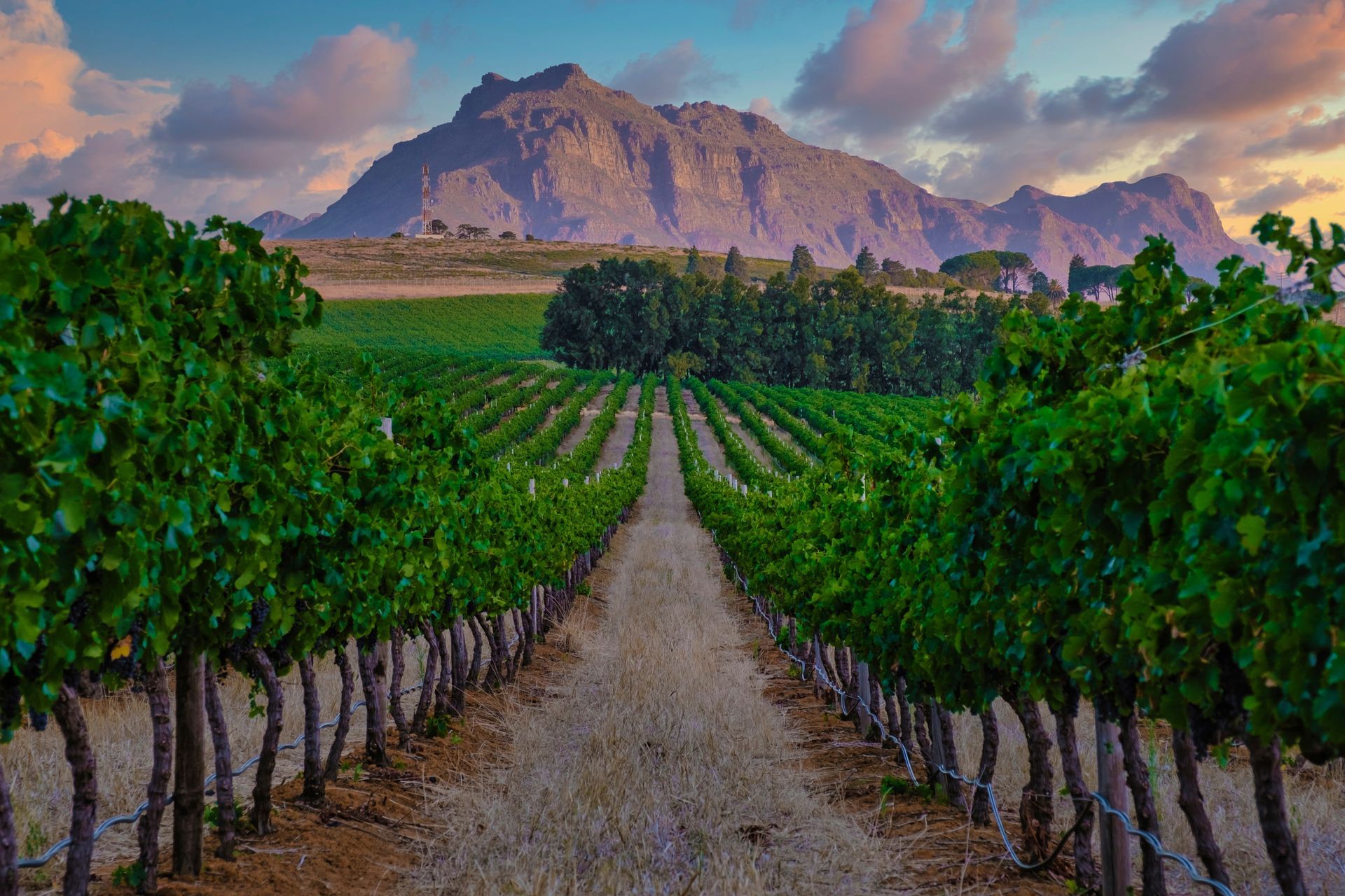 Vineyard rows leading to a mountain at sunset under a colorful sky
