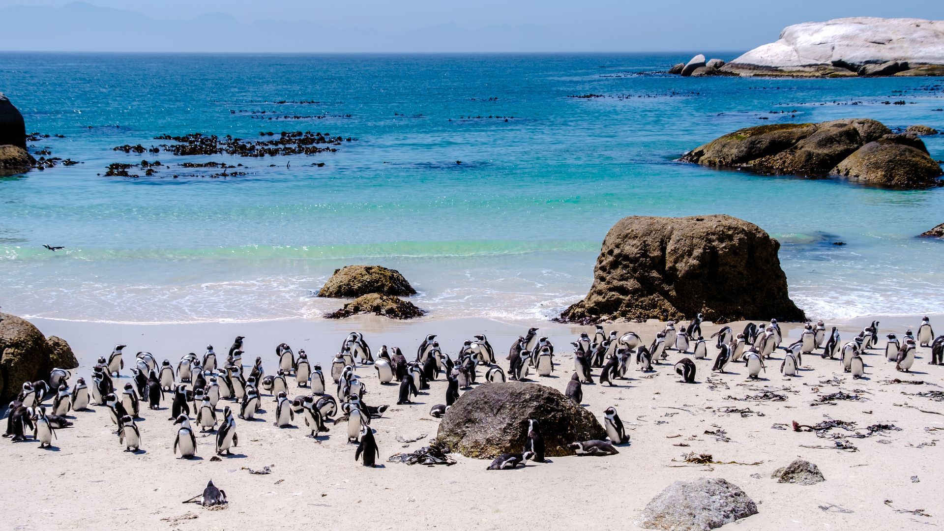 Penguins on a sandy beach with turquoise ocean and rocky shoreline