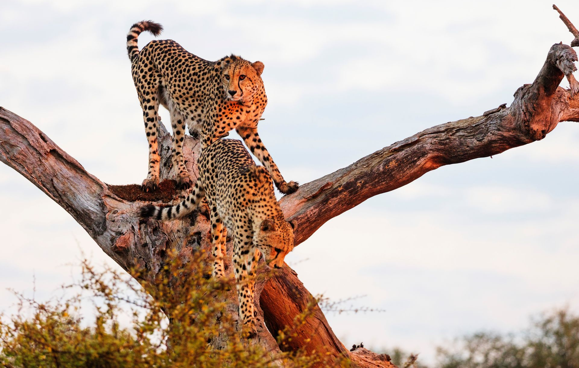Two leopards perched on a tree branch in a dry savanna landscape