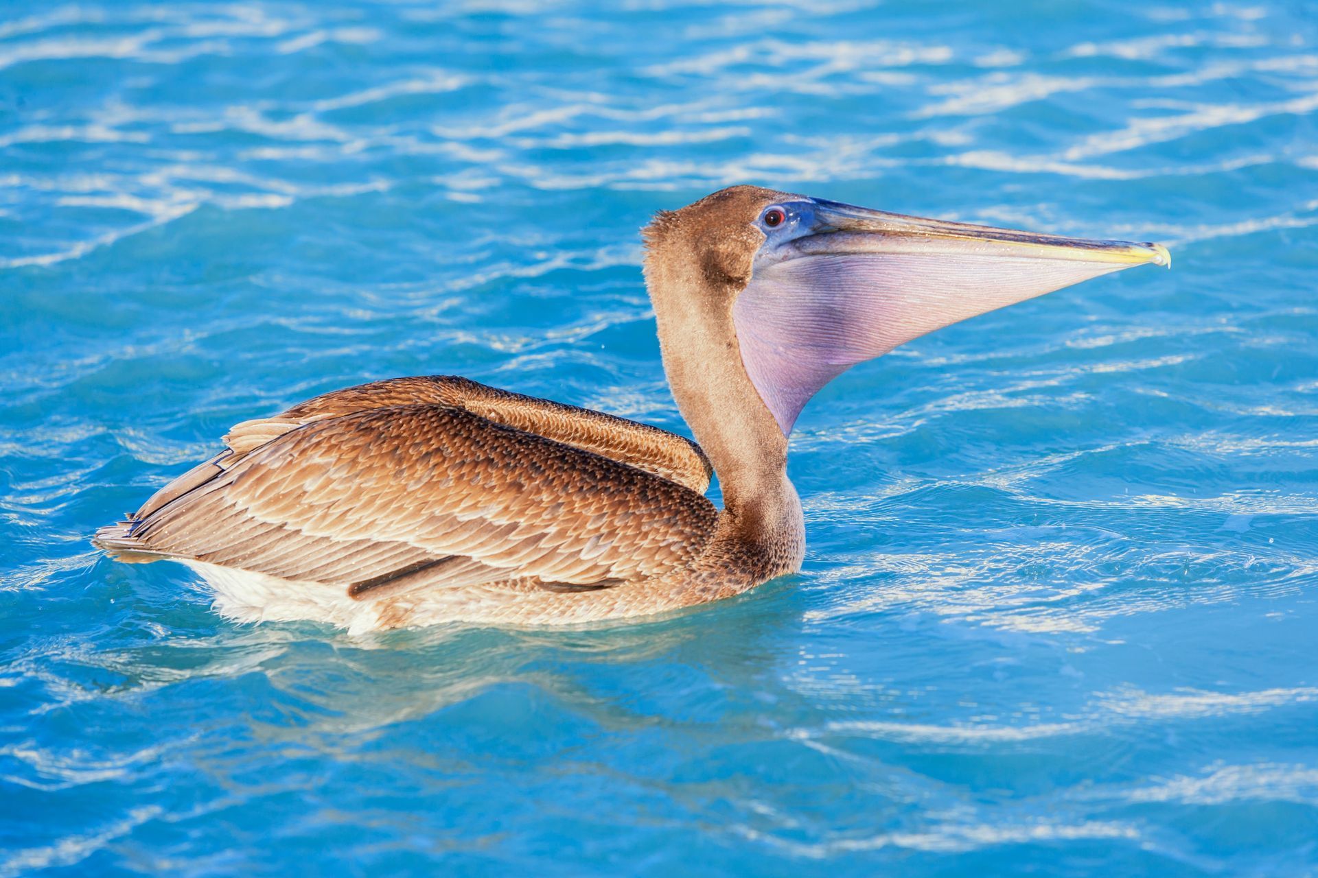Brown pelican floating on bright blue water, facing right with its long bill raised