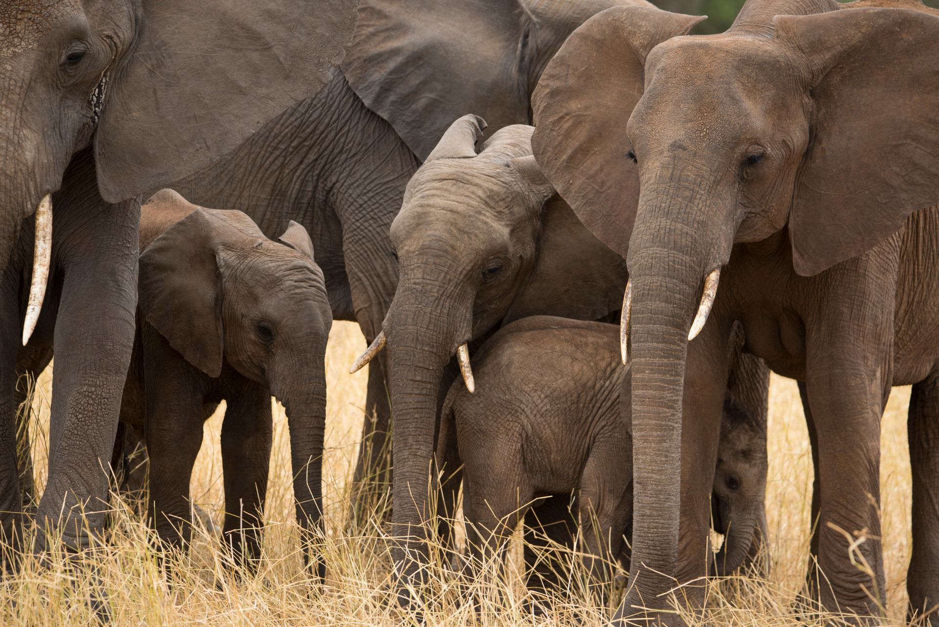 Elephants standing together in dry grass, including adults and calves.