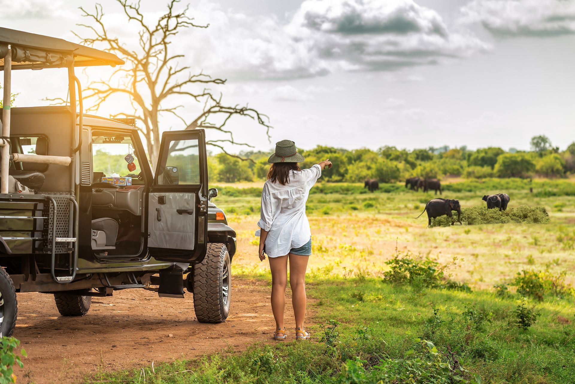 Safari
