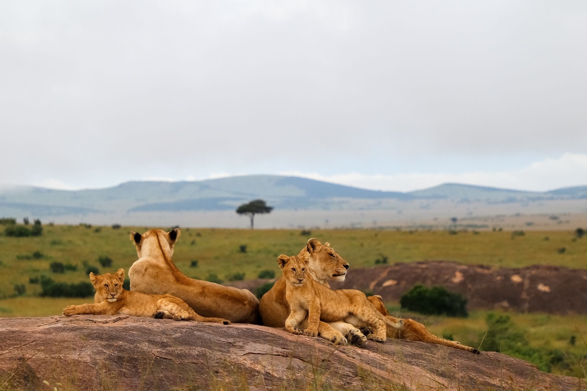Three lions resting on a rock overlooking a grassy savanna under a cloudy sky