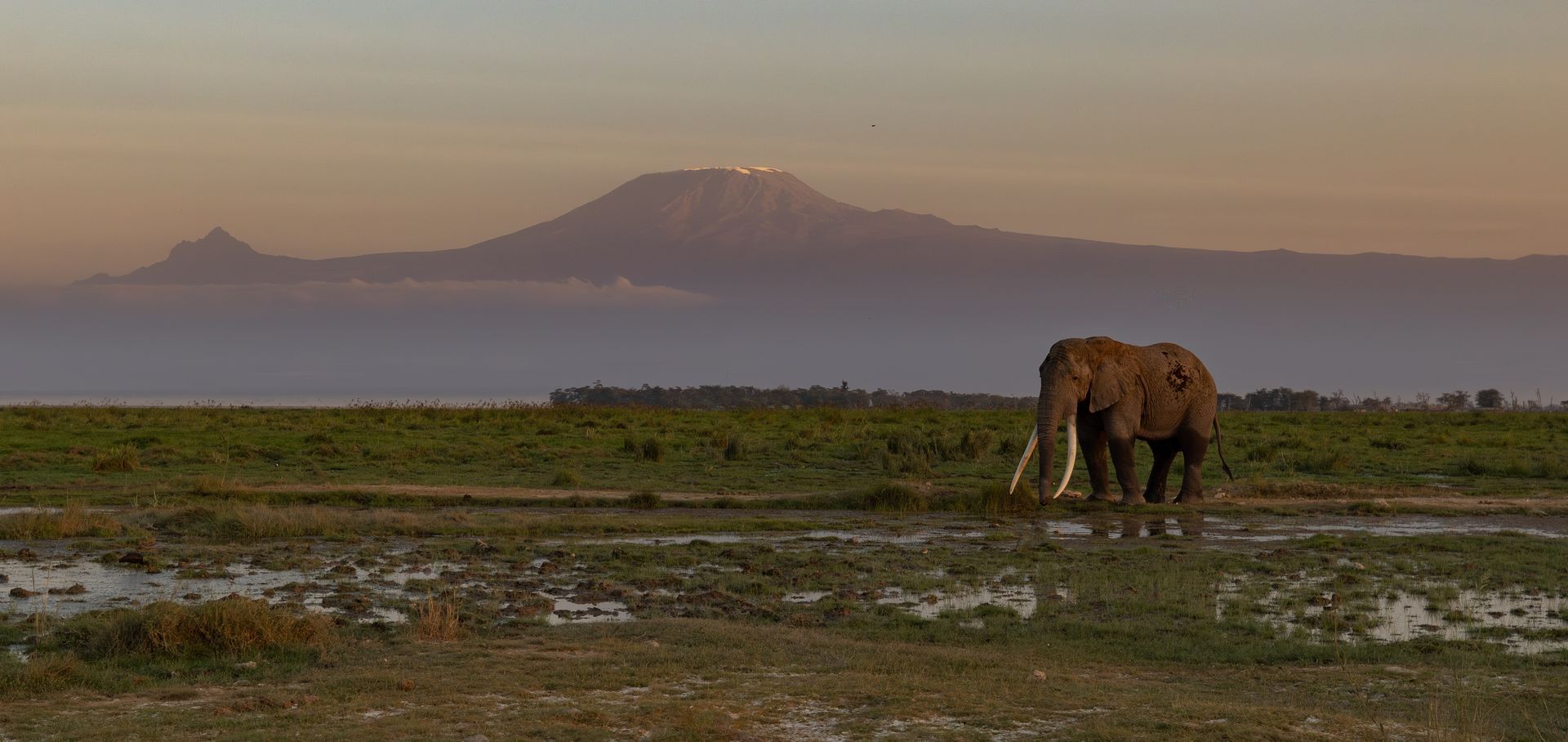 Elephant grazing on grassy plain at dusk, with a hazy mountain in the background.