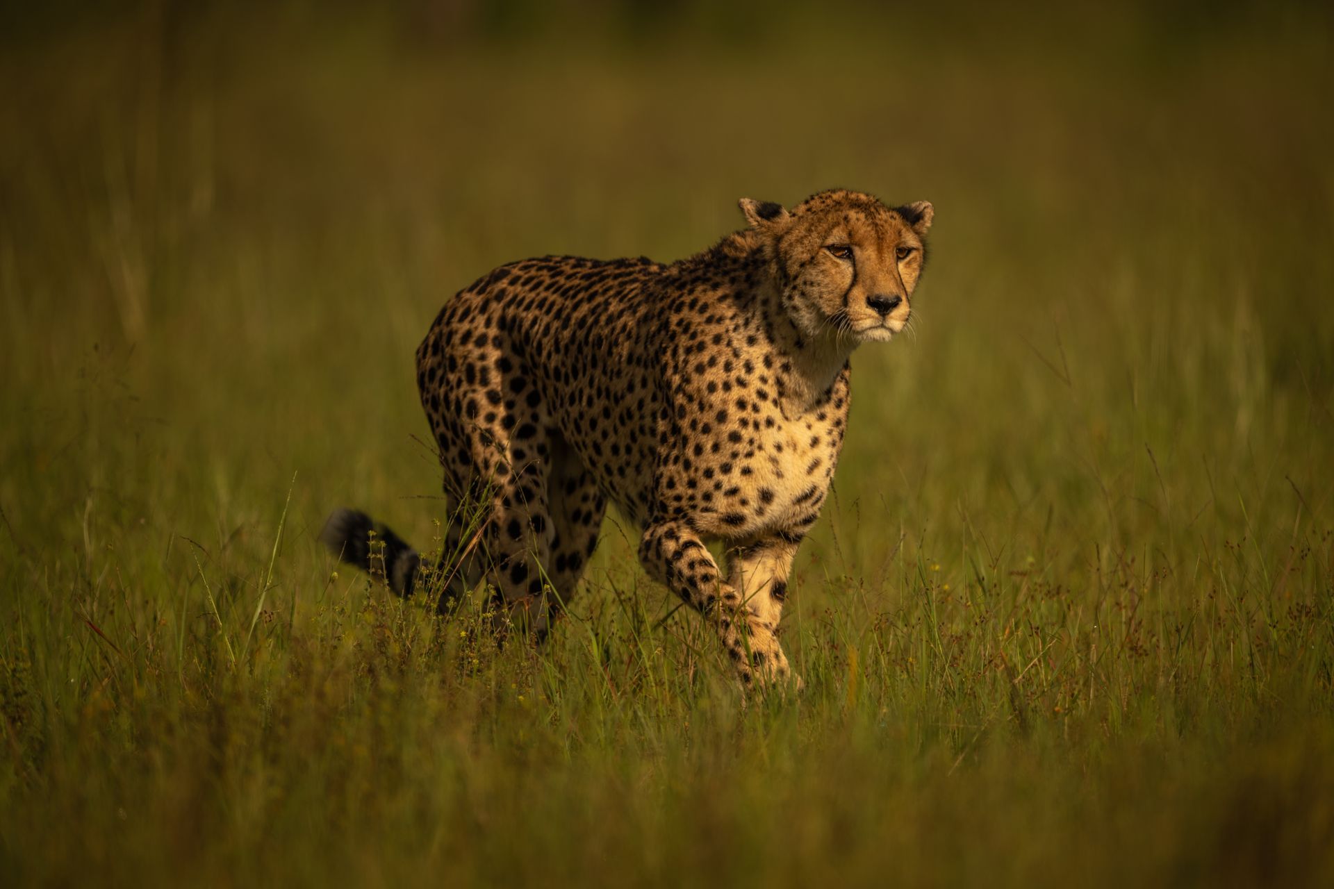 Cheetah standing in tall grass, alert in a sunlit savanna.