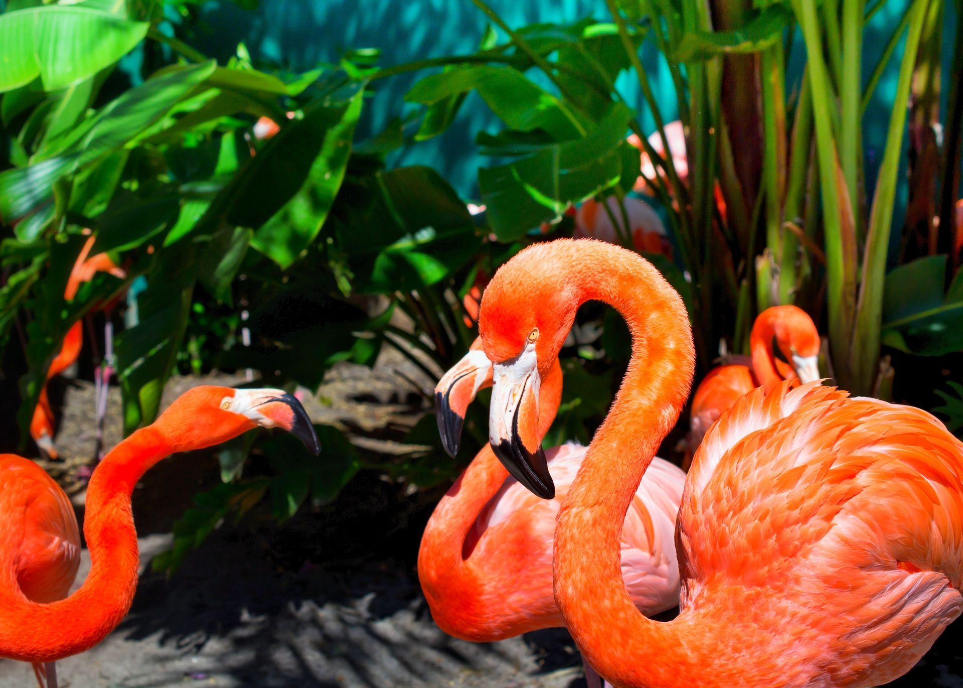 Orange flamingos standing among lush green plants in a rocky pond habitat