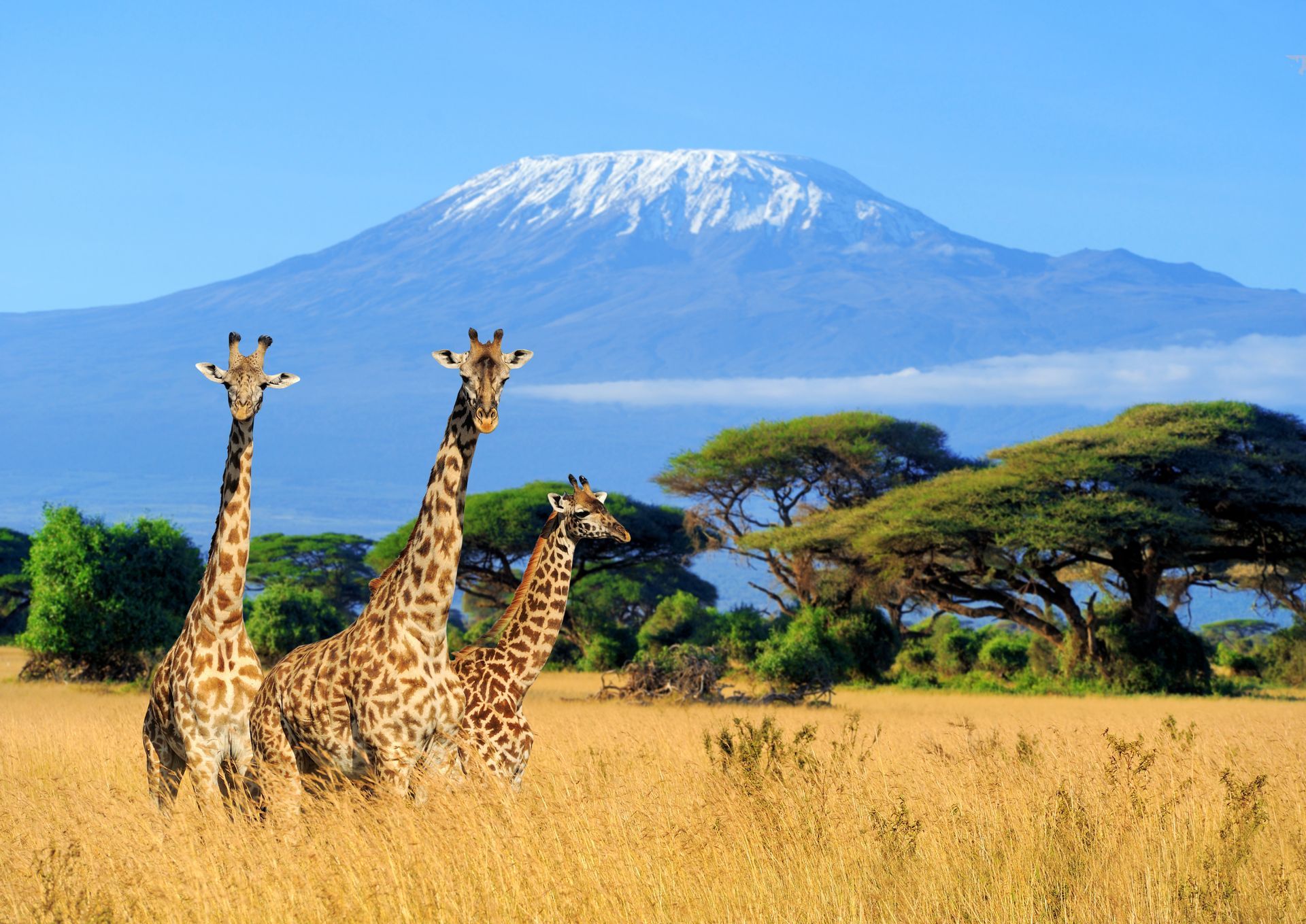 Two giraffes in golden grass with acacia trees and a snow-capped mountain in the background