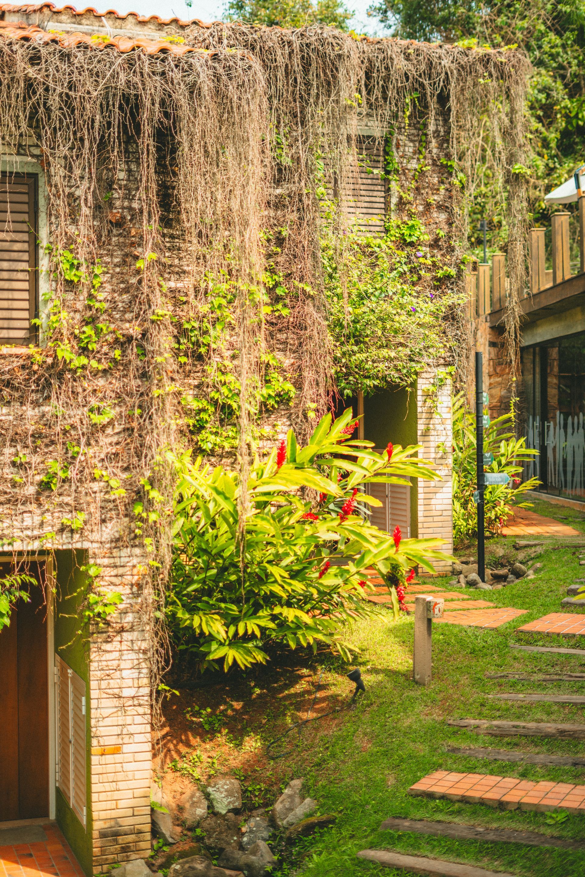 Pátio ensolarado com paredes cobertas de trepadeiras, colunas de tijolos e um caminho gramado em meio a plantas tropicais exuberantes.