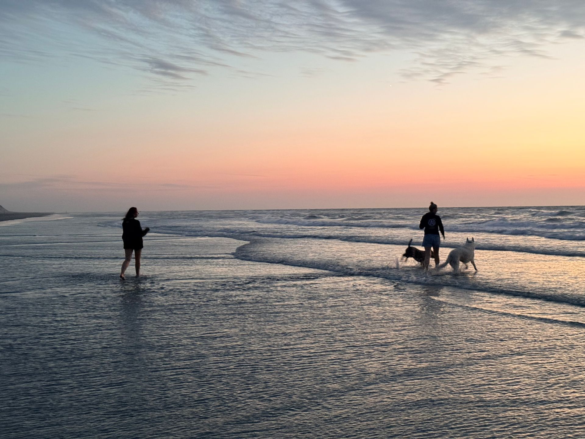 enjoying the beach with your dog