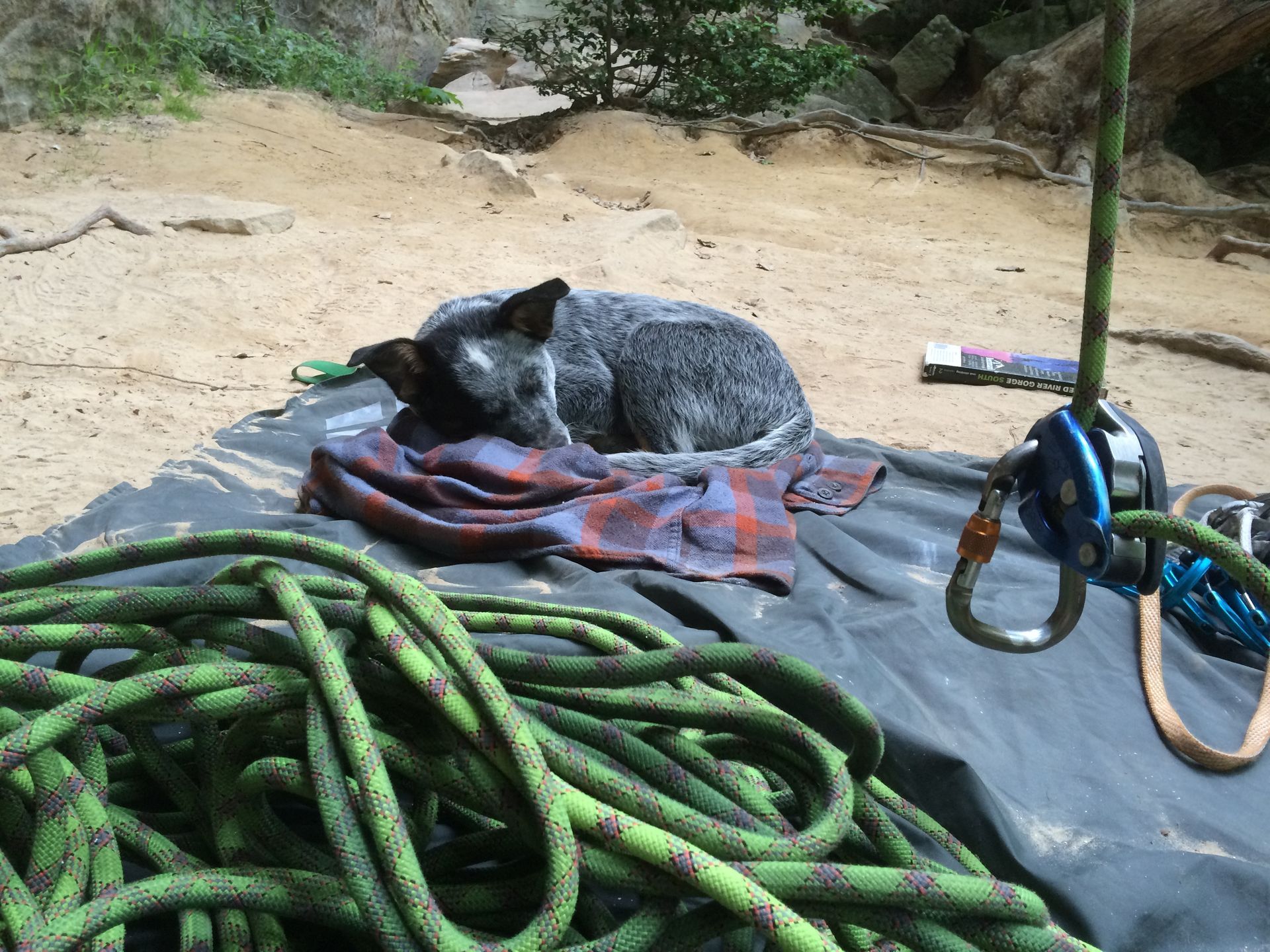 Happy dog resting at the base of a climbing crag in the Red River Gorge surrounded by trees