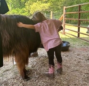 child enjoying a break with highland cow. child hugging highland cow.