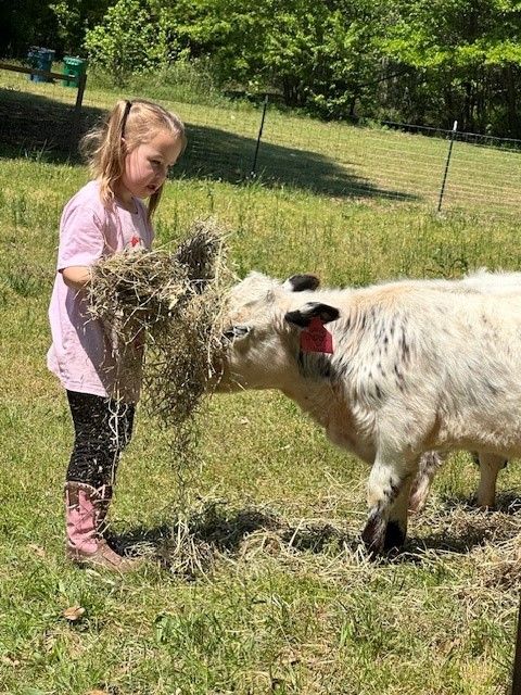 small girl with highpark cow. doing farm chores.